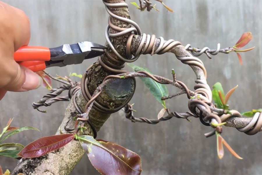 uốn cành